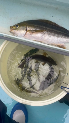 イサキの釣果