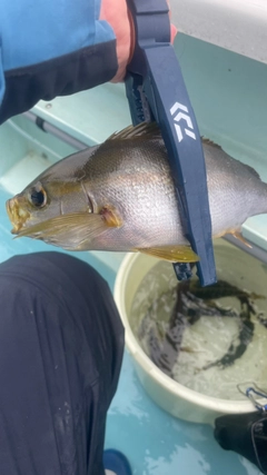 イサキの釣果