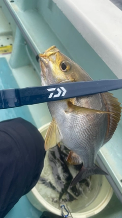 イサキの釣果