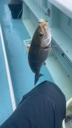 イサキの釣果