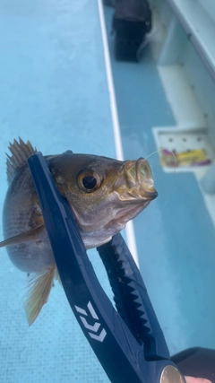 イサキの釣果