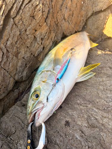 ヒラマサの釣果
