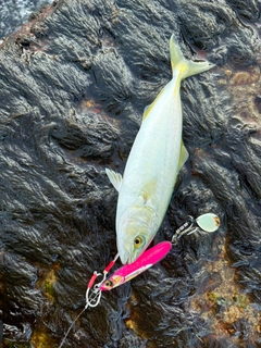 ワカシの釣果