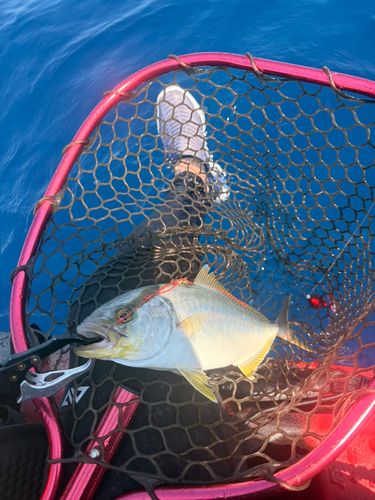 ショゴの釣果