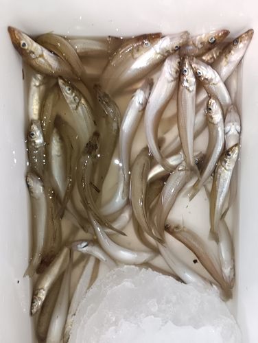 キスの釣果