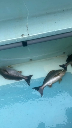 イサキの釣果