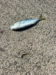 ワカシの釣果
