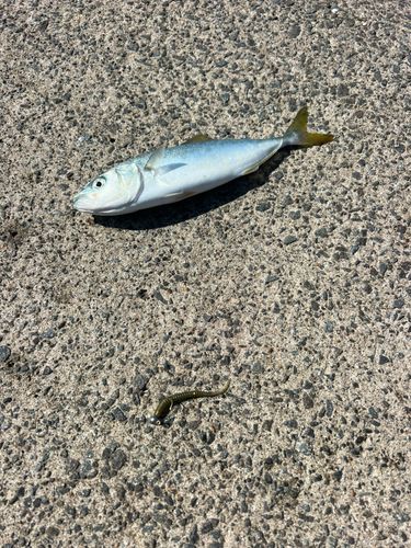 ワカシの釣果