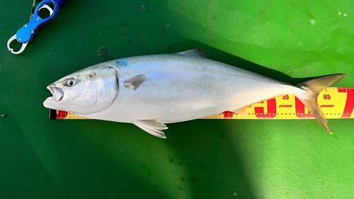 メジロの釣果
