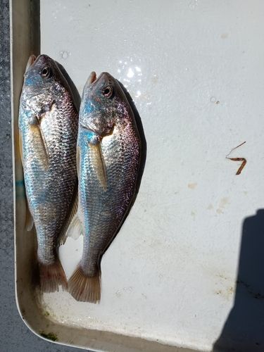 イシモチの釣果