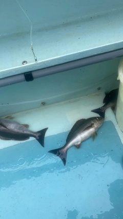 イサキの釣果