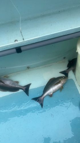 イサキの釣果