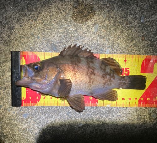 シロメバルの釣果