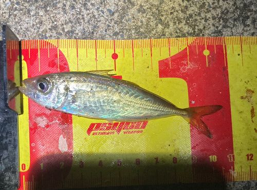 マアジの釣果