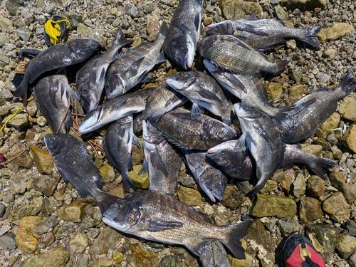 チヌの釣果