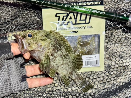 ムラソイの釣果
