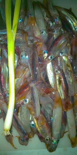 マイカの釣果