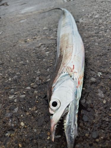 タチウオの釣果