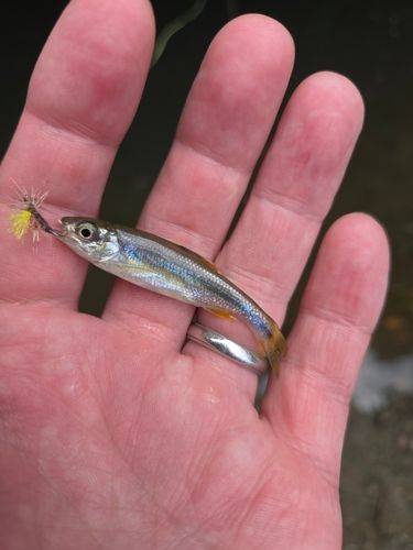 カワムツの釣果