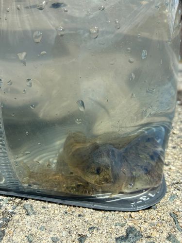 ハゼの釣果