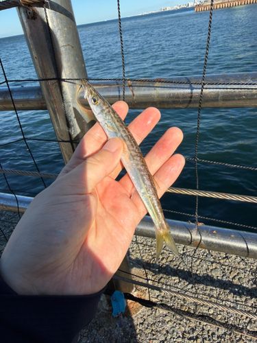 カマスの釣果