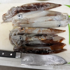 ムギイカの釣果
