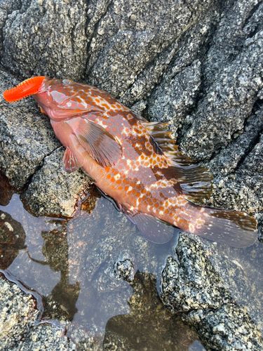 キジハタの釣果