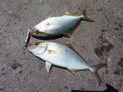 ショゴの釣果