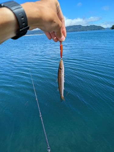 カマスの釣果