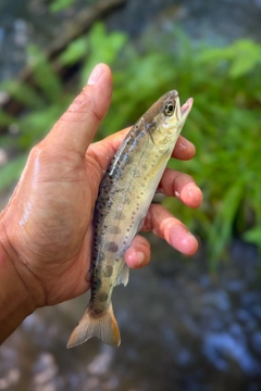ヤマメの釣果
