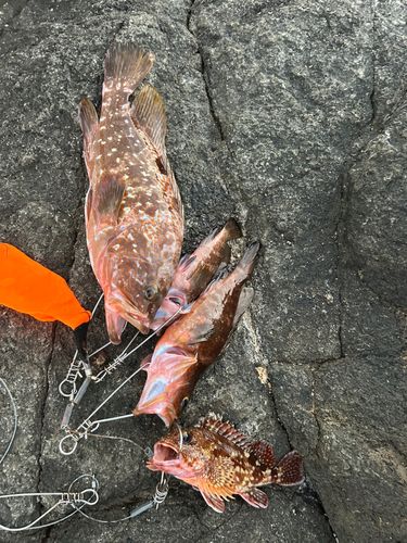 キジハタの釣果