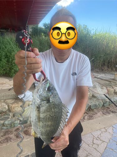 キチヌの釣果