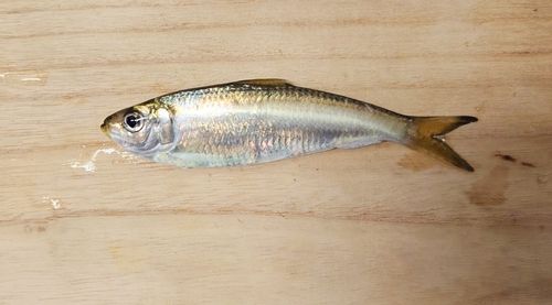サッパの釣果