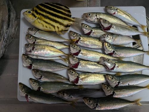 アオアジの釣果
