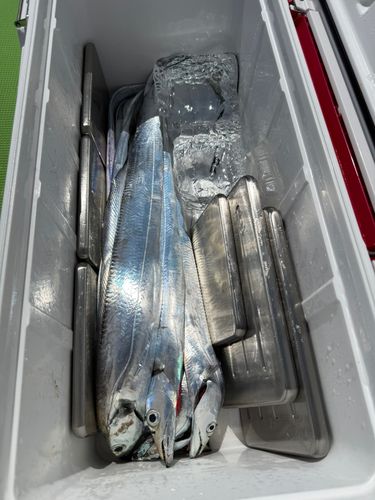 タチウオの釣果