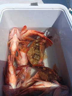 カサゴの釣果