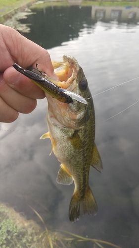 ラージマウスバスの釣果
