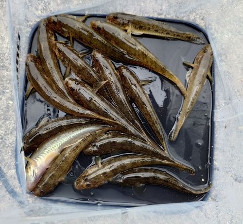 マハゼの釣果