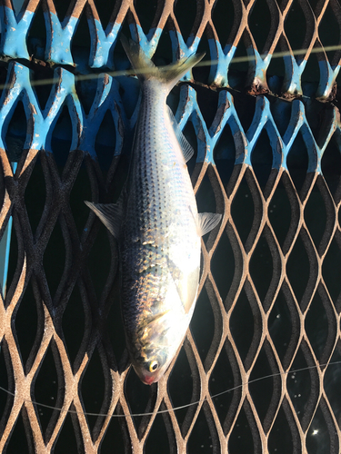 コノシロの釣果