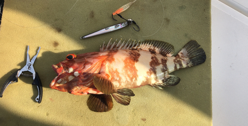 シモフリハタの釣果