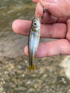 カワムツの釣果