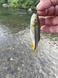 カワムツの釣果