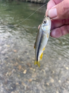 カワムツの釣果