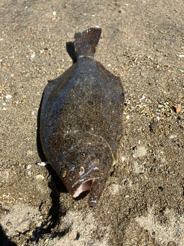 ソゲの釣果