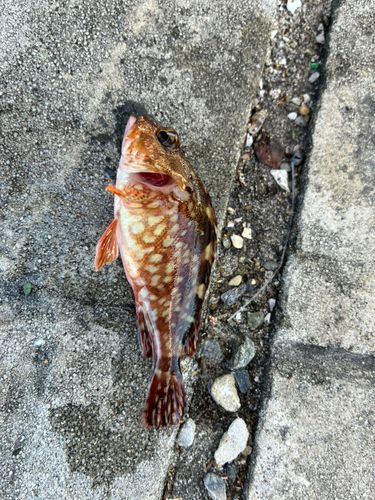 カサゴの釣果