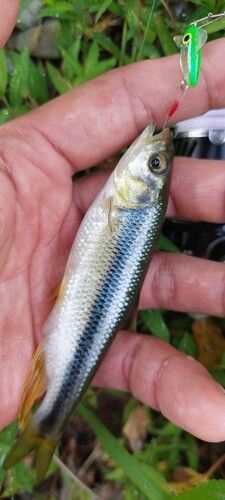 カワムツの釣果