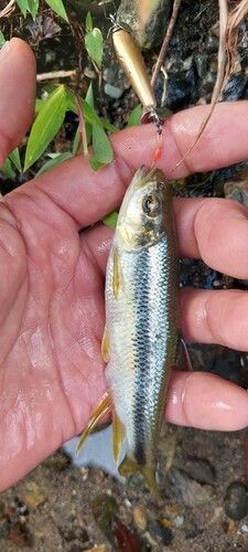 カワムツの釣果