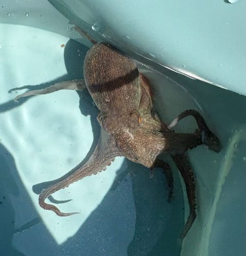 タコの釣果