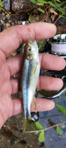 カワムツの釣果