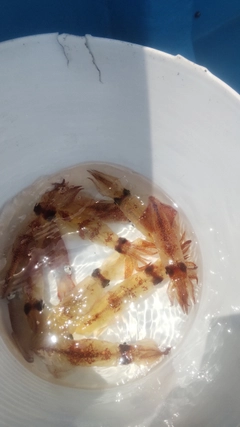 マルイカの釣果
